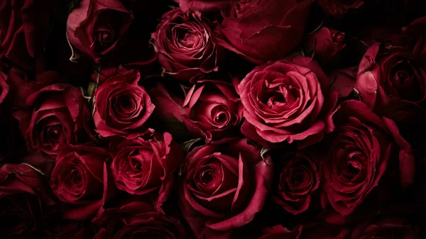 Schöne rote Rosen lizenzfreie Stockfotos