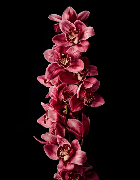 Schöne Orchideenblüten — Stockfoto