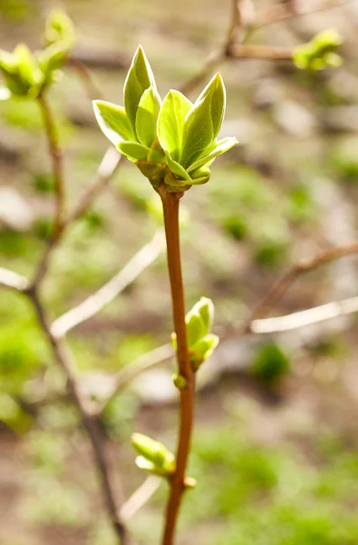 Primeras hojas verdes de primavera — Foto de Stock