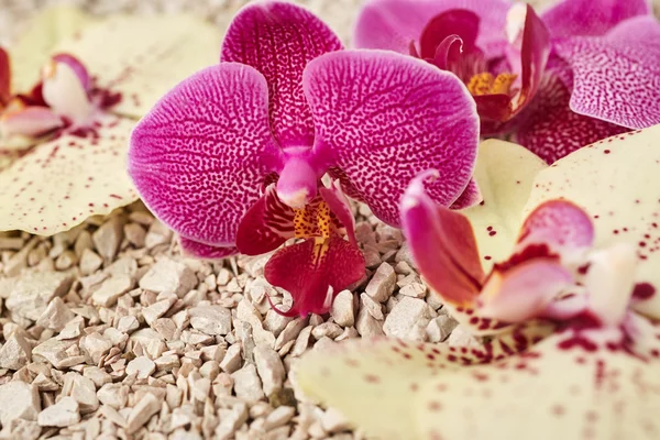 Beautiful orchid flowers — Stock Photo, Image