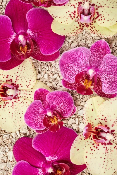 Fialové a žluté květy orchidejí — Stock fotografie