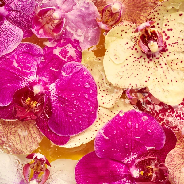 Beautiful orchid flowers — Stock Photo, Image