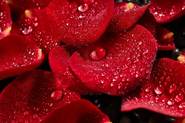 빨간 장미 꽃잎 — 스톡 사진