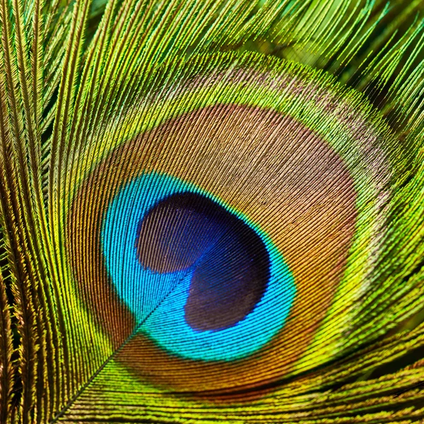 Kleurrijke peacock feather — Stockfoto