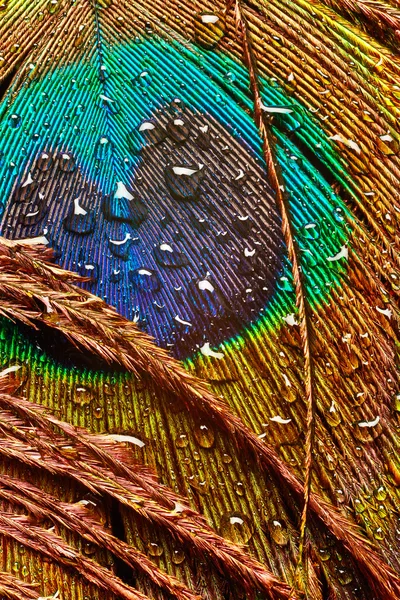 Павичеве перо з краплями води — стокове фото
