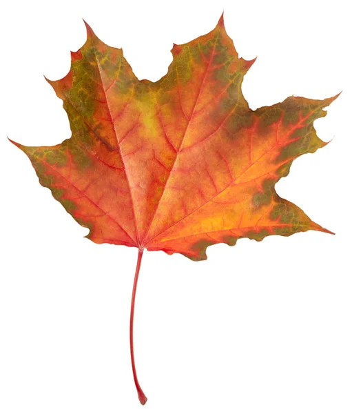 Maple leaf on white — Stock Photo, Image