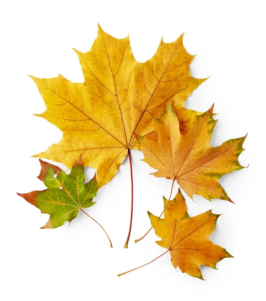 Autumn maple leaves — Stock Photo, Image