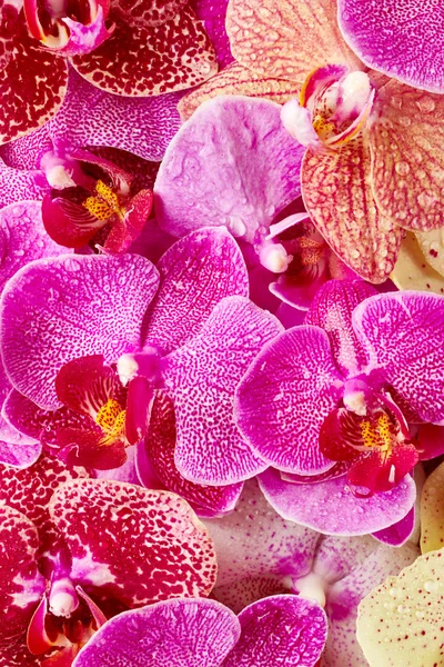 Krásné květy orchidejí — Stock fotografie