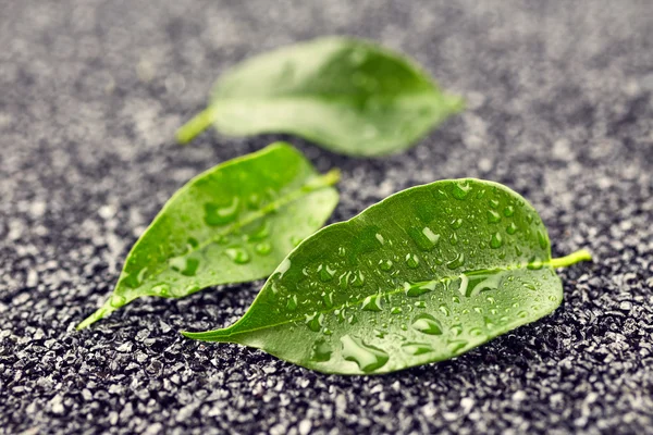 Blätter mit Wassertropfen — Stockfoto