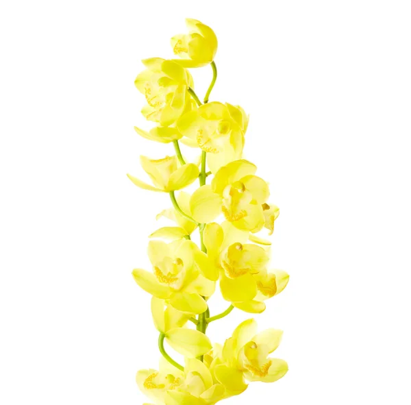 Gelbe Orchideenblüten — Stockfoto