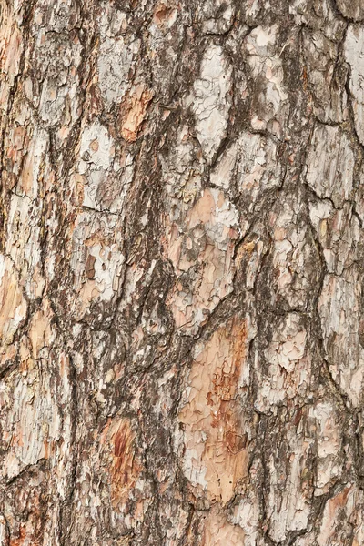 Texture of bark tree — Stock Photo, Image