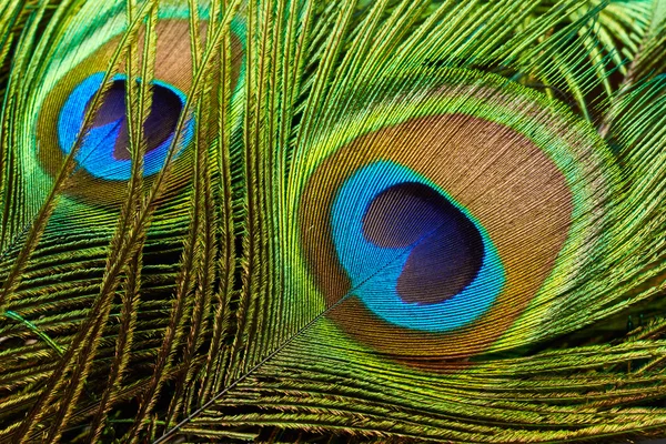 Фон из павлиньих перьев — стоковое фото