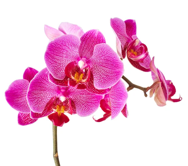 Fiori del Orchid isolati — Foto Stock