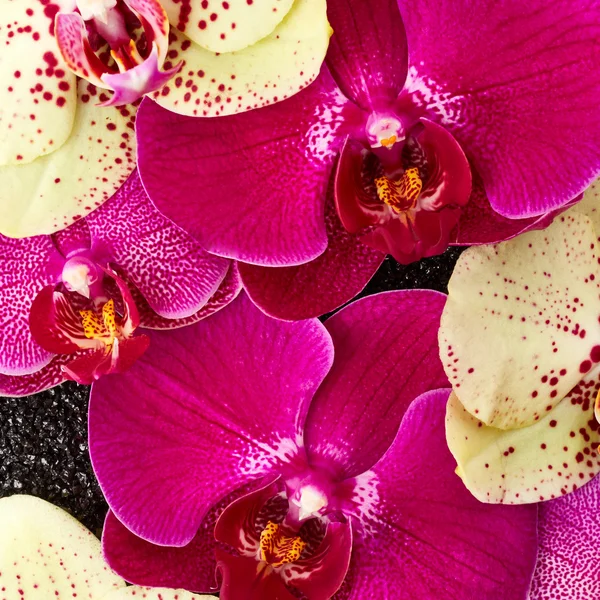 Fialové květy orchidejí — Stock fotografie