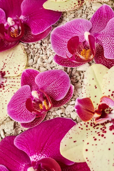 Lila orchidea virágok — Stock Fotó
