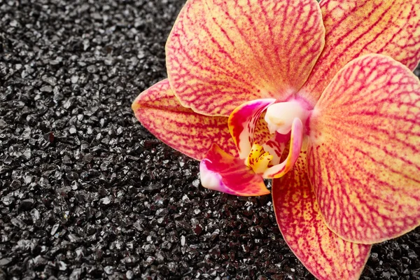 Fiore di orchidea su pietre — Foto Stock