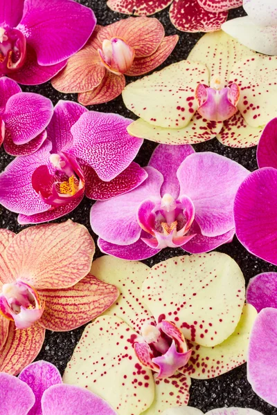 Beautiful orchid flowers — Stock Photo, Image