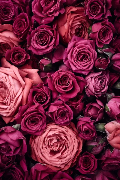 Lindas flores rosa — Fotografia de Stock