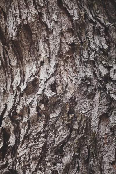 Texture della corteccia — Foto Stock