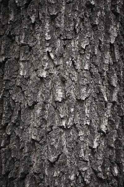 Textura da árvore da casca — Fotografia de Stock