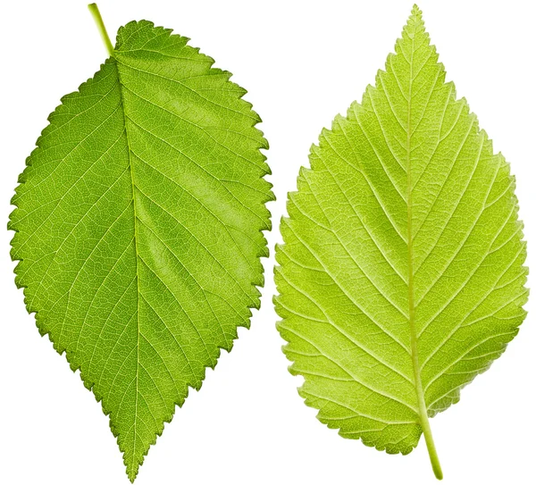 Hojas verdes aisladas en blanco — Foto de Stock