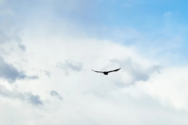 Fliegender Vogel am Himmel — Stockfoto
