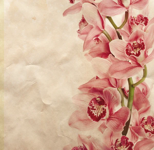 Fiori di orchidea vintage — Foto Stock