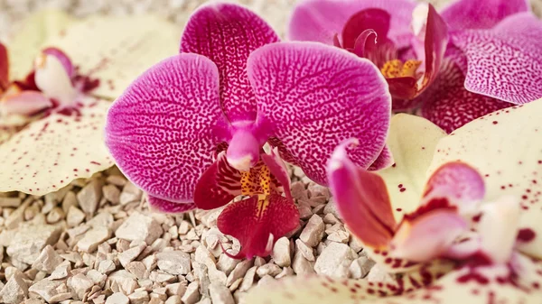Purple orchid flowers — Stock Photo, Image
