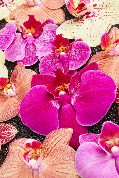 Beautiful orchid flowers — Stock Photo, Image