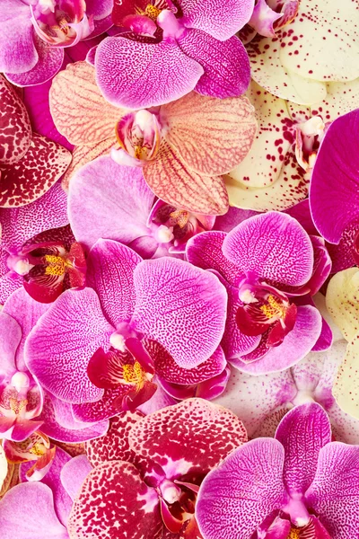 Schöne Orchideenblüten — Stockfoto