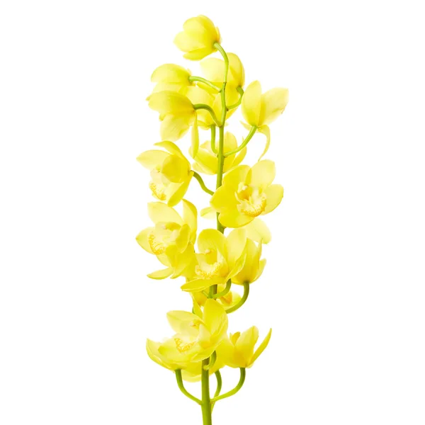 Fleurs d'orchidée jaune — Photo