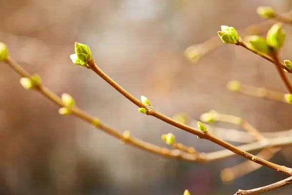 Premiers bourgeons de printemps — Photo