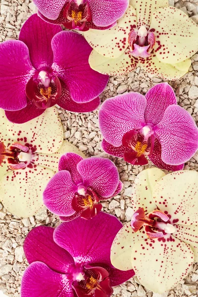Violette Orchideenblüten — Stockfoto