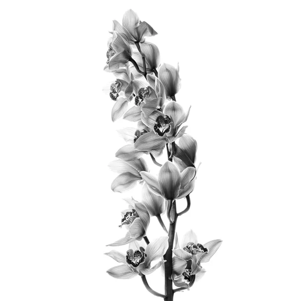 Orchid flowers isolated — Stock Photo, Image