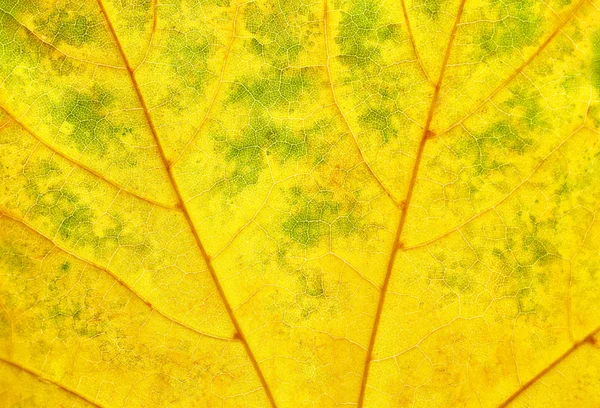 Beautiful leaf texture — Stock Photo, Image