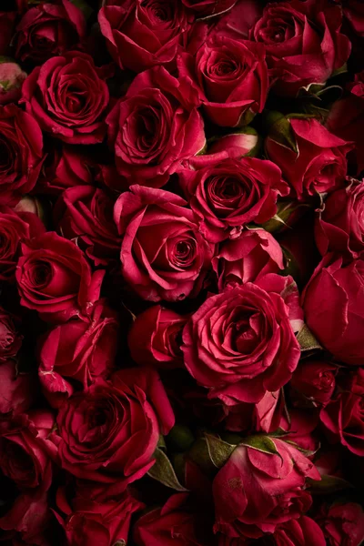 Piękne róże tło — Zdjęcie stockowe