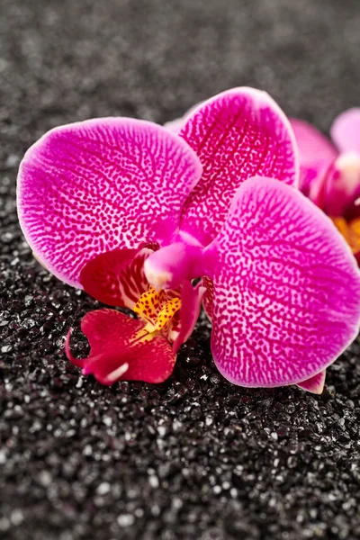 Květy orchidejí na černých kamenů — Stock fotografie