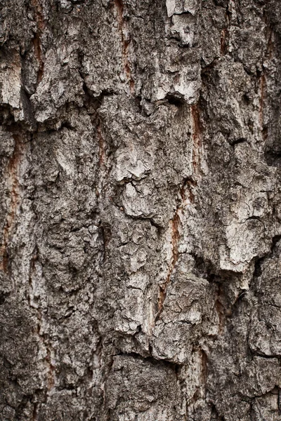 Textura da árvore da casca — Fotografia de Stock