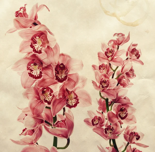 Sfondo vintage con orchidea — Foto Stock