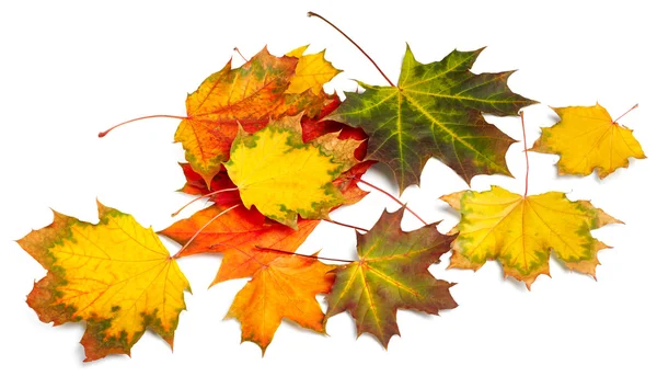 Autumn maple leaves — Stock Photo, Image