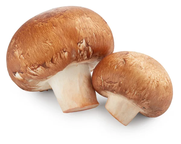 Cogumelos isolados em branco — Fotografia de Stock