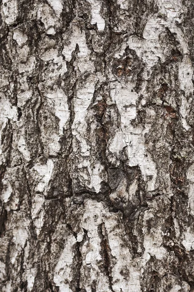 Textura kůra stromu — Stock fotografie