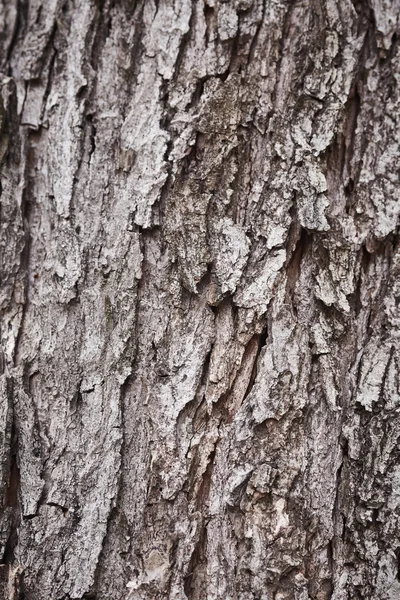 Textura da árvore da casca — Fotografia de Stock