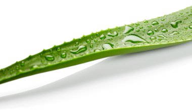 aloe vera yaprağı ile su damlaları