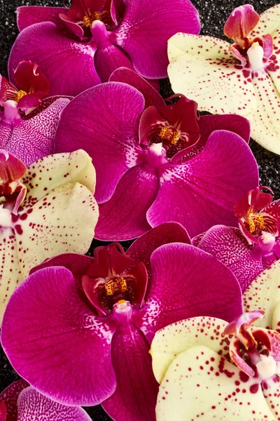 Lila és sárga orchidea virágok — Stock Fotó