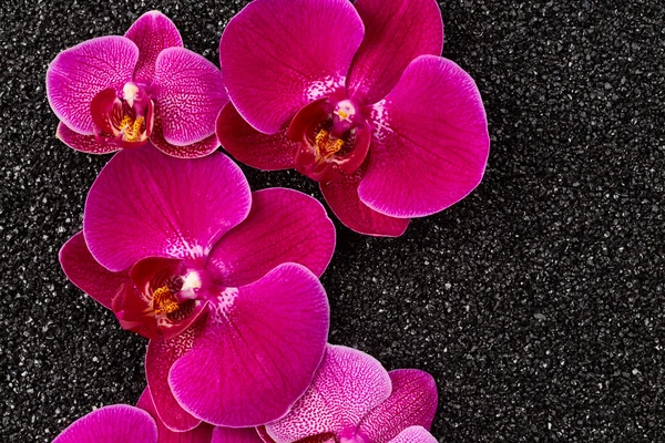 Violette Orchideenblüten — Stockfoto