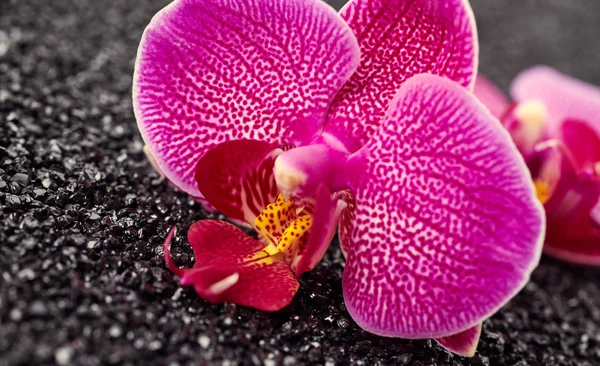 Fiore del Orchid vicino — Foto Stock