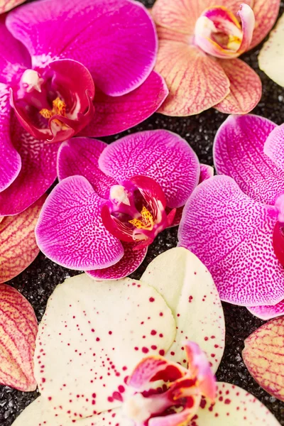 Beautiful orchid flowers — Stock Photo, Image