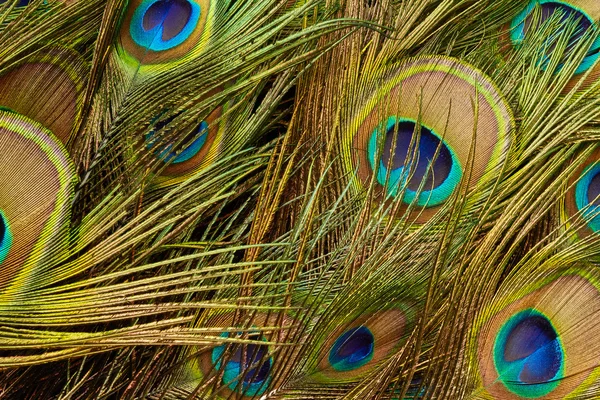 Текстура разноцветных перьев павлина — стоковое фото