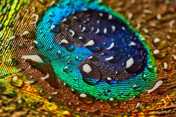 Pavão pena com gotas de água — Fotografia de Stock